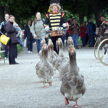 Gaensekapelle Kleines Fest im Großen Garten Hannover / Kleines Fest