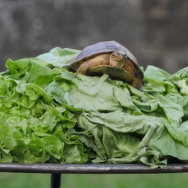 Kleines Fest - Pieter Post - The Turtle - Die Schildkröte
