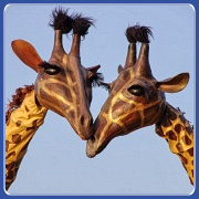 Teatro Pavana -  - Giraffen