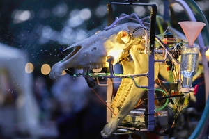 Exoot  20250708 HH AKu  2152 1920x1280