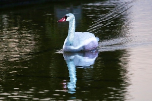 Loomaland  20250709 HH BKu  9810 1920x1280