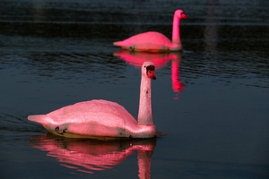 Loomaland  20250709 HH Den  6490 1920x1280