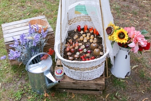 Plunge Boom  20250708 HH Den  9322 1920x1280