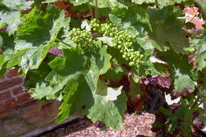 KF misc  20040717 HH Den  Weingarten 04 1920x1280