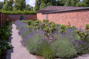 KF misc  20040717 HH Den  Weingarten 02 1920x1280