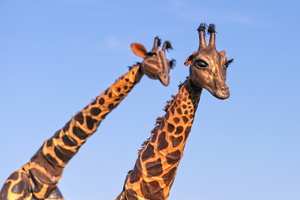 189   Teatro Pavana Giraffe  20260712 HH Den  7035