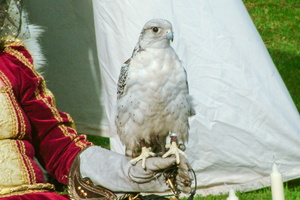 074   Horus Falknerei  20050812 Lu Den  068